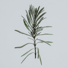 Load image into Gallery viewer, Organic Rosemary
